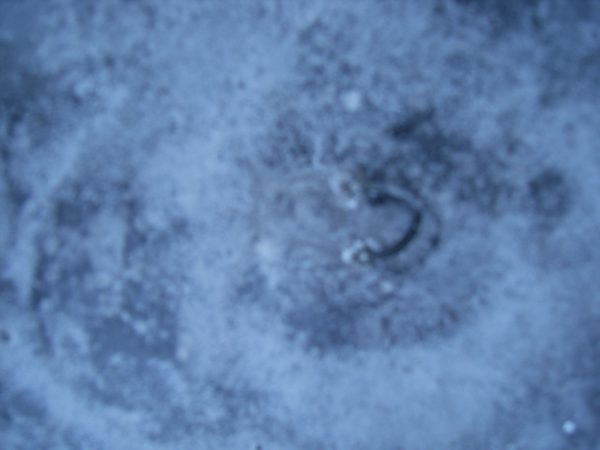 Ganesha Wandrelief aus massiven Steinguss Frostfest Wetterfest Garten – Bild 2